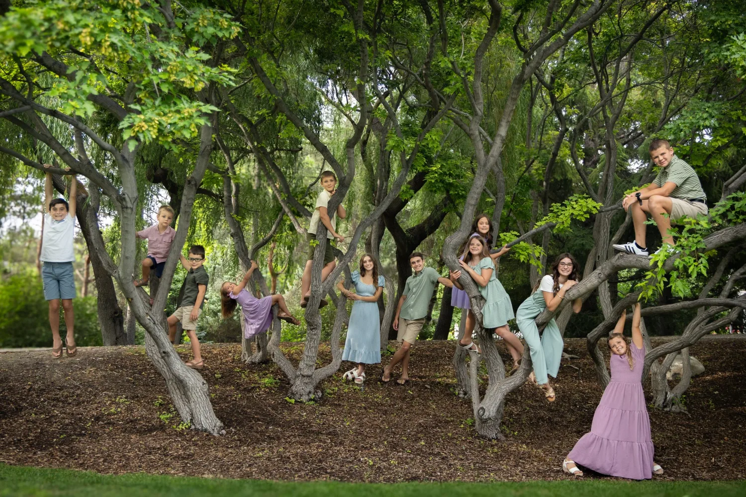 Children climbing and posing in the branches of a large tree