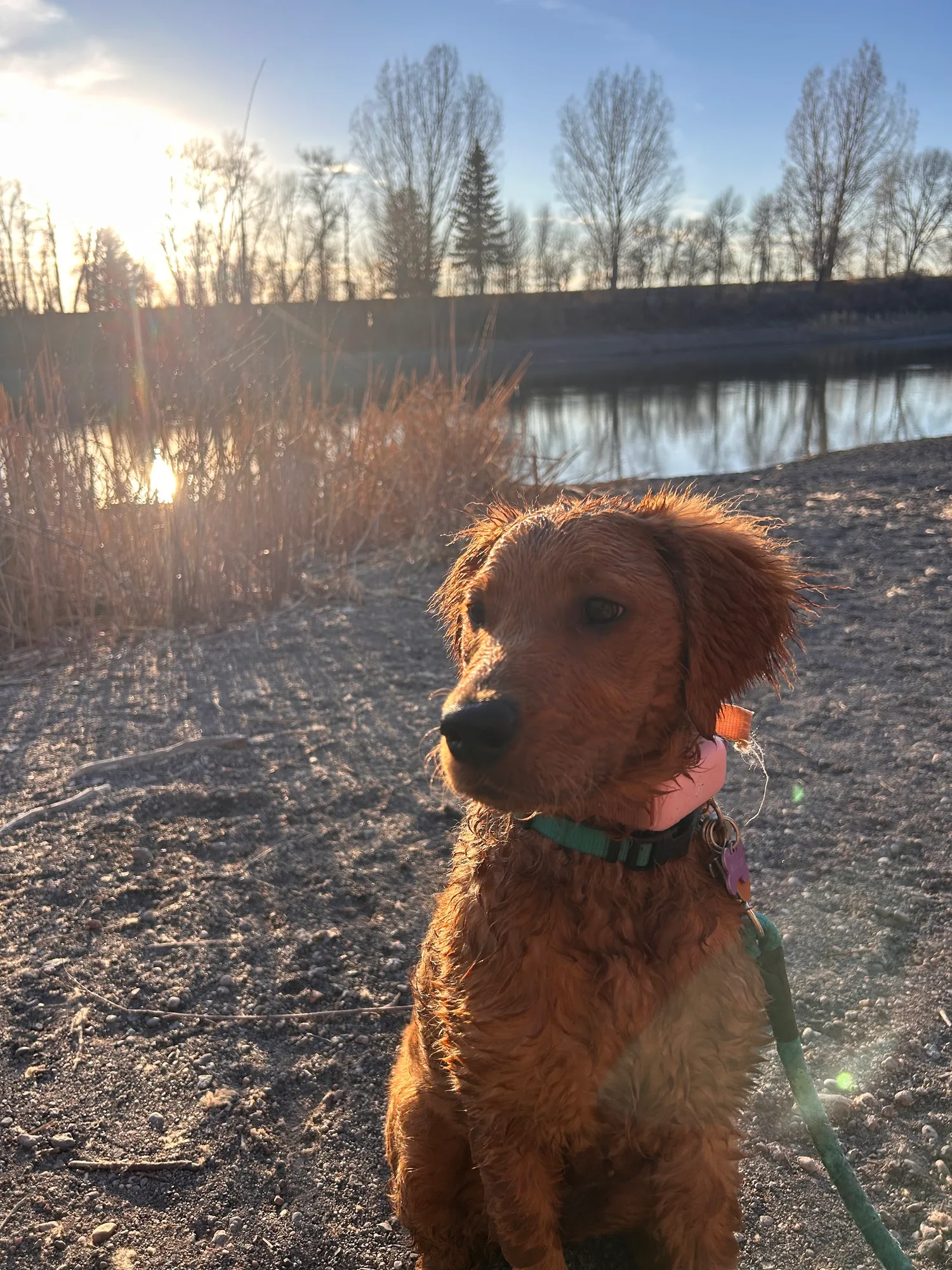 Golden retriever puppy sitting by a pond at sunset