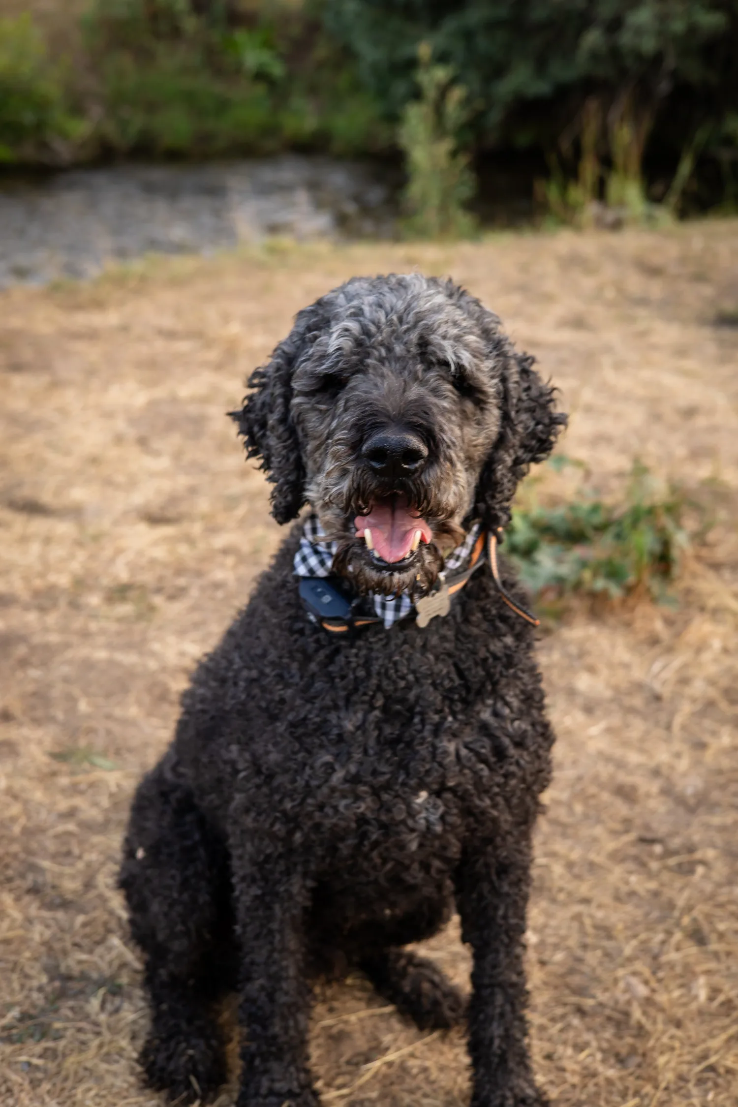 Black curly-haired dog sitting in dry grass